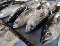 Mahasiswa UGM Buat Fitur Aplikasi untuk Mudahkan Konsumen Ketahui Kesegaran Ikan