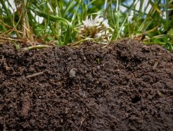 Bahan Organik: Terminologi dan Peranannya Bagi Kesuburan Tanah