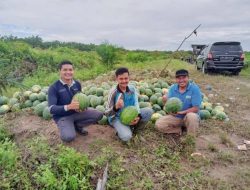 Petani Muda di Kuansing Sukses Tanam Semangka Hingga Raup Cuan Puluhan Juta Rupiah