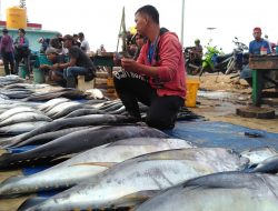 Ikan Melimpah, Ahli Perikanan Sulut Ingatkan Dampak Over Fishing