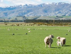 Pro Kontra Kebijakan Pemerintah Selandia Baru, Kentut Ternak Kena Pajak