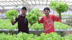 Petani Milenial Tanjungpura Majukan Desanya dengan Selada Bokor Hidroponik