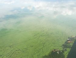 Ribuan Biota Laut Terdampak Cairan Misterius yang Cemari Teluk Bima