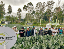 Pertanian Centrigo, Upaya Syngenta Bantu Petani Hadapi Tantangan Perubahan Iklim dan Pasar