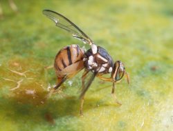 Benarkah Buah Mangga Indonesia Aman dari Lalat Buah? Begini Penjelasan Peneliti