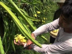 Kembangkan Buah Naga Kuning, Pemuda Asal Subang Ini Raih Omzet Puluhan Juta