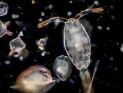 Plankton, Makhluk Kecil yang Penting Bagi Bumi