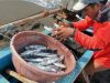 Ikan di Perairan Lebak Melimpah, Nelayan Jadi Makin Untung