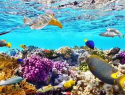 IUCN: Ada Sekitar 1.500 Spesies Biota Laut yang Terancam Punah