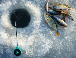 Begini Cara Ikan di Kutub Selatan Bertahan dari Suhu Dingin