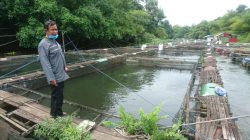 Pangsa Pasar Ikan Nila di Kota Banjar Masih Terbuka Lebar