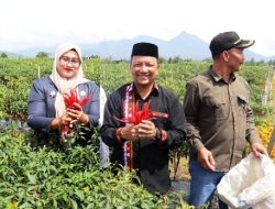 Akibat Petani Tebu Beralih ke Hortikultura, Aceh Tengah Jadi Sentra Produksi Cabai