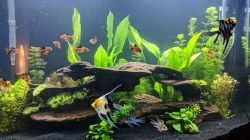 aquarium keruh