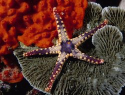 Penasaran Bintang Laut Makan Apa? Simak Penjelasannya!