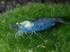 Idaman Para Aquarist, Begini Cara Praktis Budidaya Udang Blue Pearl