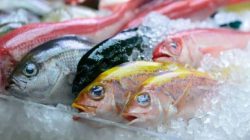 Ikan Laut atau Ikan Air Tawar yang Lebih Bergizi? Simak Penjelasannya