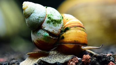 Japanese Trapdoor Snail
