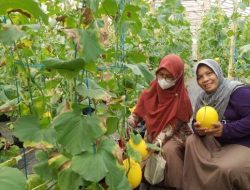 Dorong Pemuda Jadi Petani, Mbah Kaum Perkenalkan Model Pertanian Tanpa Harus Kotor