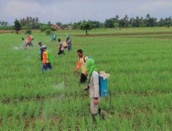 Program Sekolah Lapang, Upaya Pemkab Banyuwangi untuk Tingkatkan Kapasitas Petani