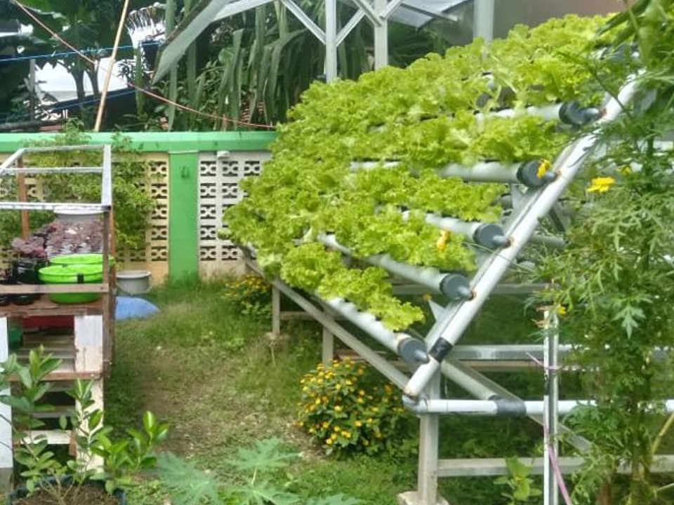 contoh instalasi sistem hidroponik di lahan pekarangan rumah
