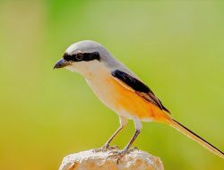 Burung Cendet: Si Kicau Manis yang Bisa Tirukan Beragam Suara
