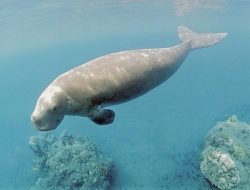 Dugong, Si Mamalia Penjaga Lautan yang Terancam Punah
