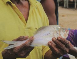 Ikan Kaca, Keajaiban di Dunia Bawah Laut Papua