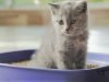 Perebutan Gelar Kucing Terbaik: Kompetisi Sengit Para Kucing Unggulan