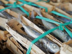 Usaha Pemindangan Ikan, Solusi Hilirasi KKP untuk Tekan Kemiskinan Ekstrem dan Stunting