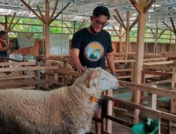 Nekat Resign dari BUMN, Pemuda Klaten Ini Sukses Beternak Domba