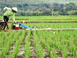 Strategi Pembangungan Pertanian Indonesia