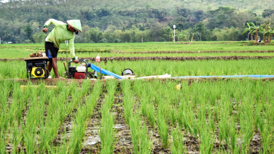 Petani mengaliri sawah