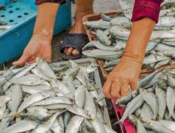 Top 4 Negara Asal Asia dengan Konsumsi Ikan Tertinggi