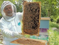 Panen Madu Tanpa Sengat: Teknik Efektif untuk Lebah Madu