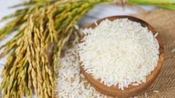 Premium Photo Raw jasmine rice grain with ear of paddy agricultural products for food in asian – thai rice white on bowl and sack background Premium Photo Raw jasmine rice grain with ear of paddy agricultural products for food in asian – thai rice white on bowl and sack background