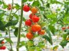 Ternyata Buah Tomat Dapat Di Tanam Di Hidroponik Lho, Berikut langkah-langkahnya