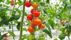 Ternyata Buah Tomat Dapat Di Tanam Di Hidroponik Lho, Berikut langkah-langkahnya