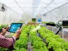 Smart Farming Jadi Solusi Pertanian Masa Depan