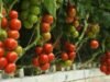 Ternyata Buah Tomat Dapat Di Tanam Di Hidroponik Lho, Berikut langkah-langkahnya