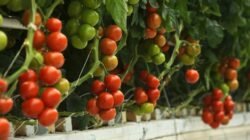 Ternyata Buah Tomat Dapat Di Tanam Di Hidroponik Lho, Berikut langkah-langkahnya