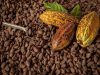 Langkah Pemerintah Dalam Meningkatkan Nilai Ekonomi Kakao Menuai Banyak Pujian