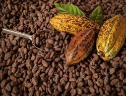 Langkah Pemerintah Dalam Meningkatkan Nilai Ekonomi Kakao Menuai Banyak Pujian