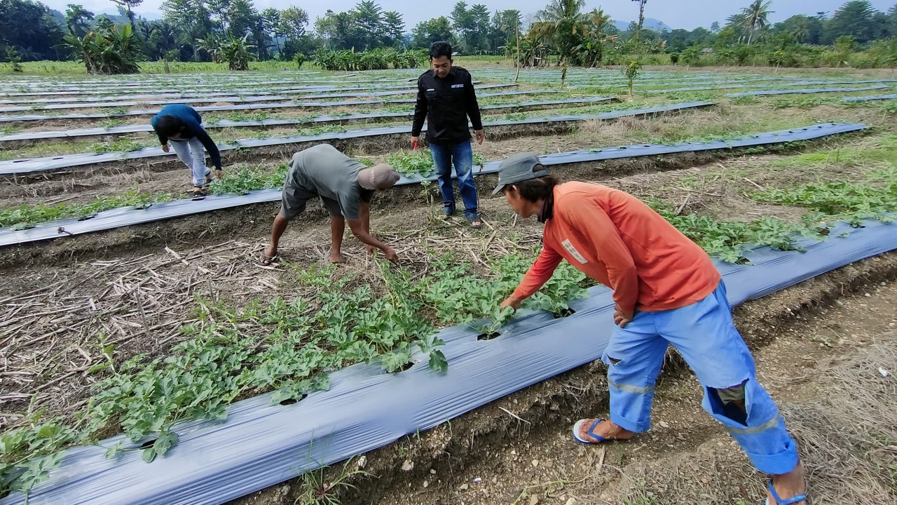 Perawatan tanaman semangka