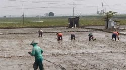 Gambar ilustrasi: petani menanam padi di sawah.