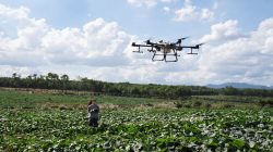 ilustrasi: Spraying drone diklaim memiliki efektifitas tinggi untuk menyemprot berbagai jenis tanaman. Foto: dok DJI