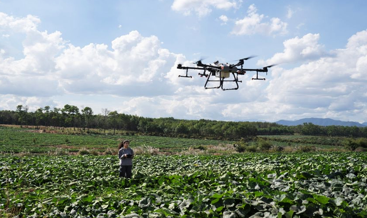 ilustrasi: Spraying drone diklaim memiliki efektifitas tinggi untuk menyemprot berbagai jenis tanaman. Foto: dok DJI