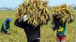 Gubernur Gusnar Instruksikan Bulog Jemput Bola Bantu Petani Gorontalo