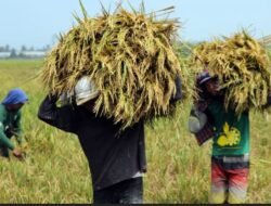 Gubernur Gusnar Instruksikan Bulog Jemput Bola Bantu Petani Gorontalo