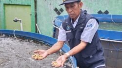 “Banno” jadi Pakan Ikan: Inovasi Ramah Lingkungan dari Keera