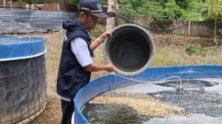 Pemberian Pakan Ampas Banno untuk ikan budidaya Pemberian Pakan Ampas Banno untuk ikan budidaya
